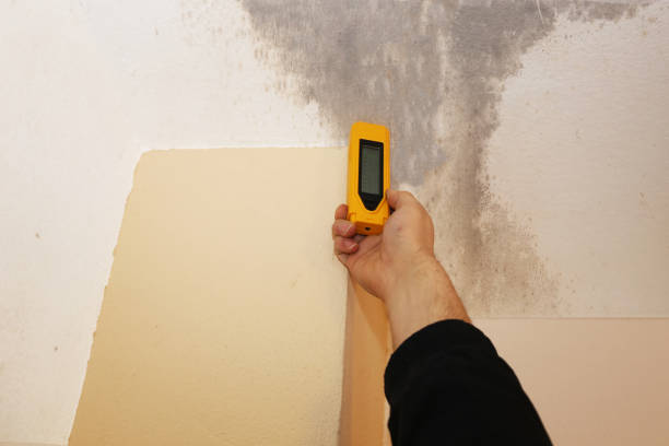 Best Industrial Mold Remediation  in Homewood, AL