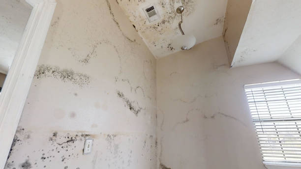 Best Black Mold Removal  in Homewood, AL