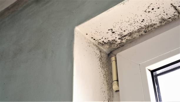 Best Commercial Mold Inspection  in Homewood, AL