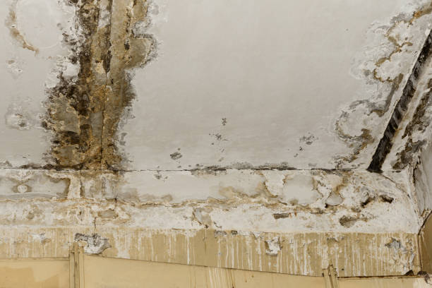 Best Airborne Mold Testing  in Homewood, AL