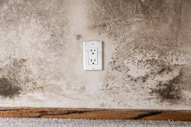Best Mold Remediation for Rental Properties  in Homewood, AL