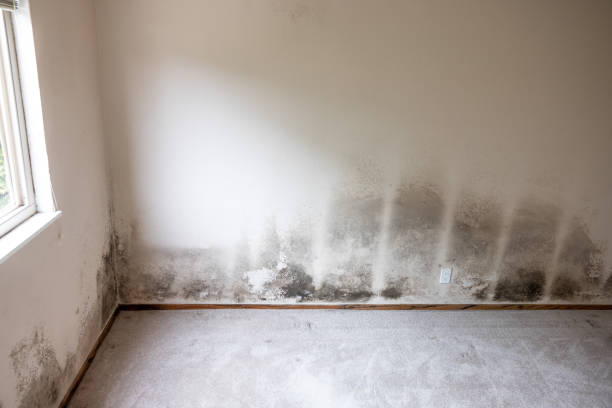 Best Water Damage & Mold Remediation  in Homewood, AL
